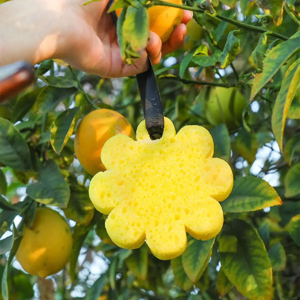 Spongellé papaya yuzu